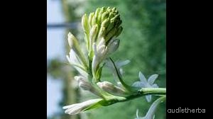 augmented_Polianthes tuberosa flower9_rotated_90.jpeg